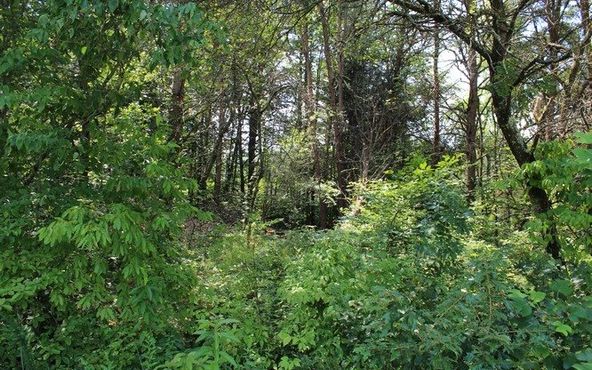 HWY 64 E-COLD BRANCH: Hwy 64 E-Cold Branch, Hayesville, NC 28904